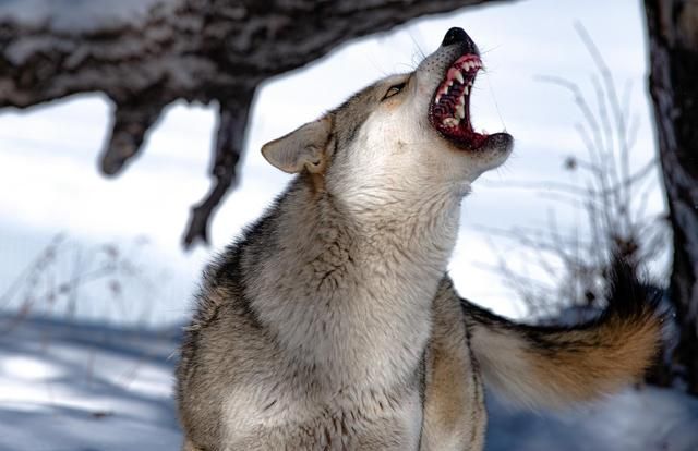 剿狼:孤狼之怒「民间故事」