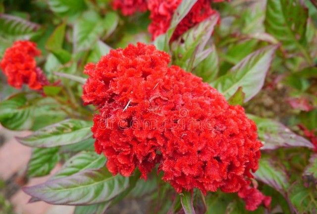 喜欢赏花就养4种花,开花的时候,红红火火好喜庆,花期还长|鸡冠花|扶桑