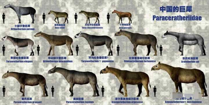 重如四头大象,恐龙外最大陆生动物新王者出现,临夏巨犀成新冠军