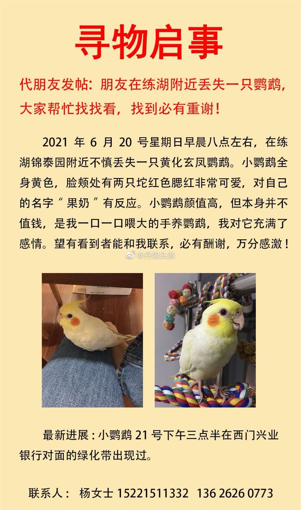 寻鸟启事 有网友在练湖附近丢失一只黄化玄凤鹦鹉