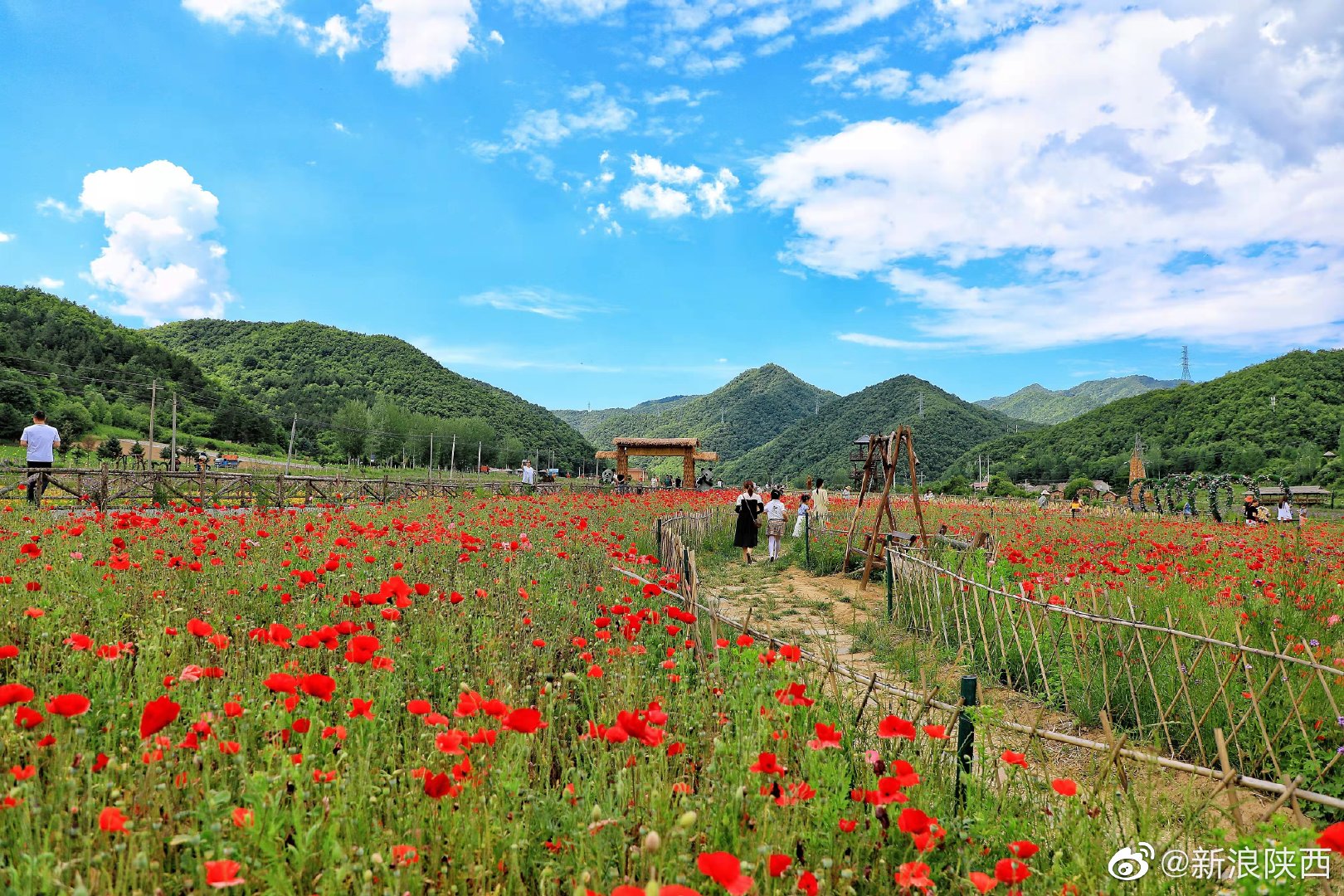 眼下的宝鸡市太白县咀头镇七里川村鲁冰花产业园里热闹极了