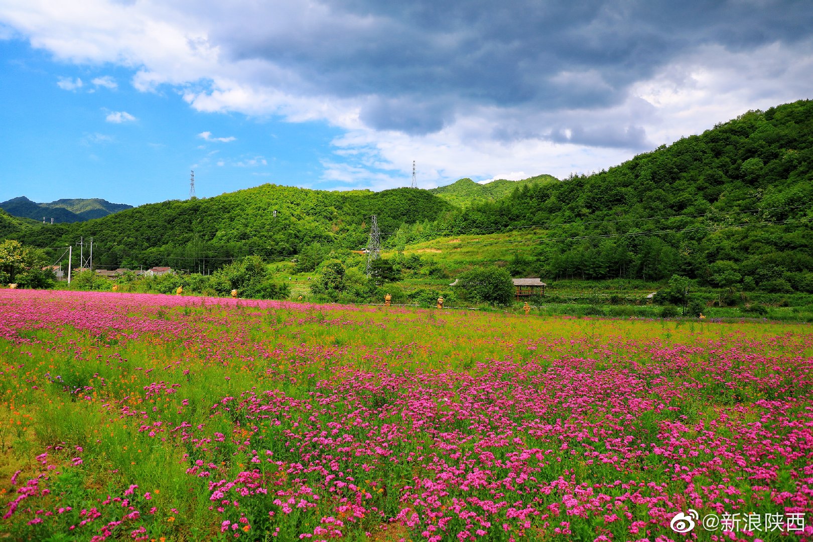 眼下的宝鸡市太白县咀头镇七里川村鲁冰花产业园里热闹极了
