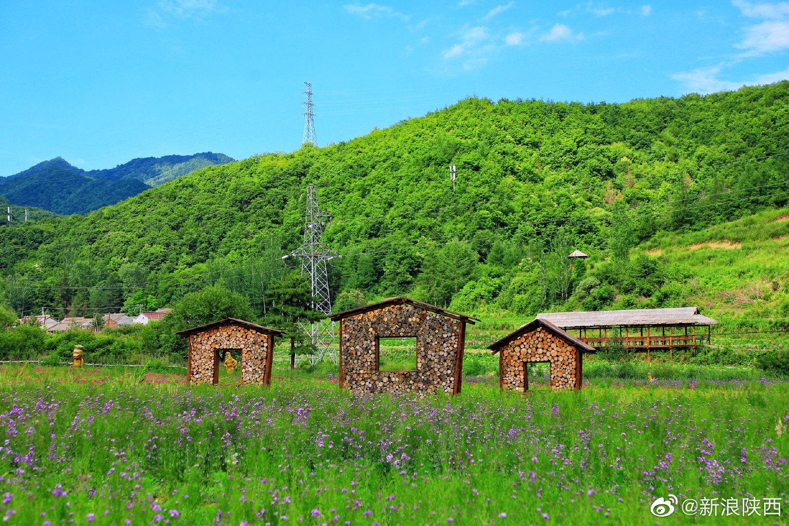 眼下的宝鸡市太白县咀头镇七里川村鲁冰花产业园里热闹极了
