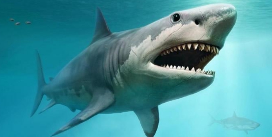 "巨口鲨"被确认存在!这次被日本发现,专家称它已受伤