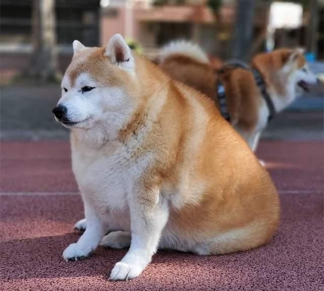 为啥南北方柴犬价格有差异