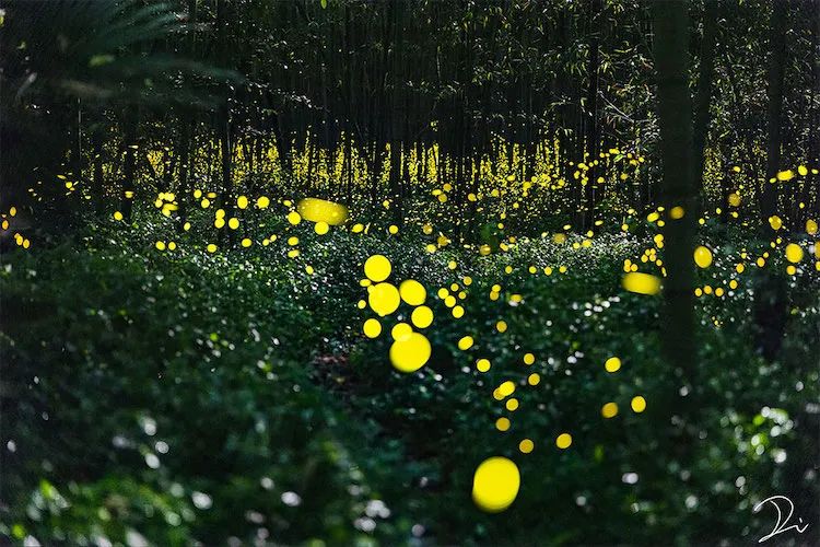 他用镜头捕捉发光的萤火虫仿佛在丛林舞蹈的精灵浪漫得不像话