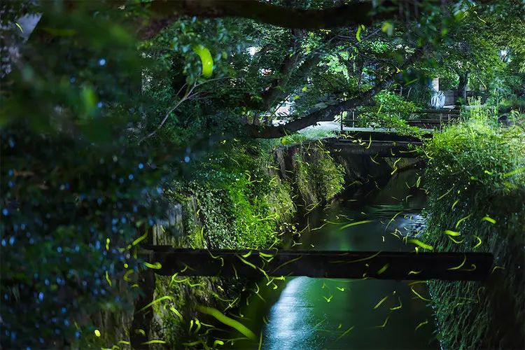 他用镜头捕捉发光的萤火虫仿佛在丛林舞蹈的精灵浪漫得不像话
