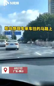 视频刷爆!一只大鸵鸟惊现街头,与汽车“赛跑”休闲区蓝鸢梦想 - Www.slyday.coM