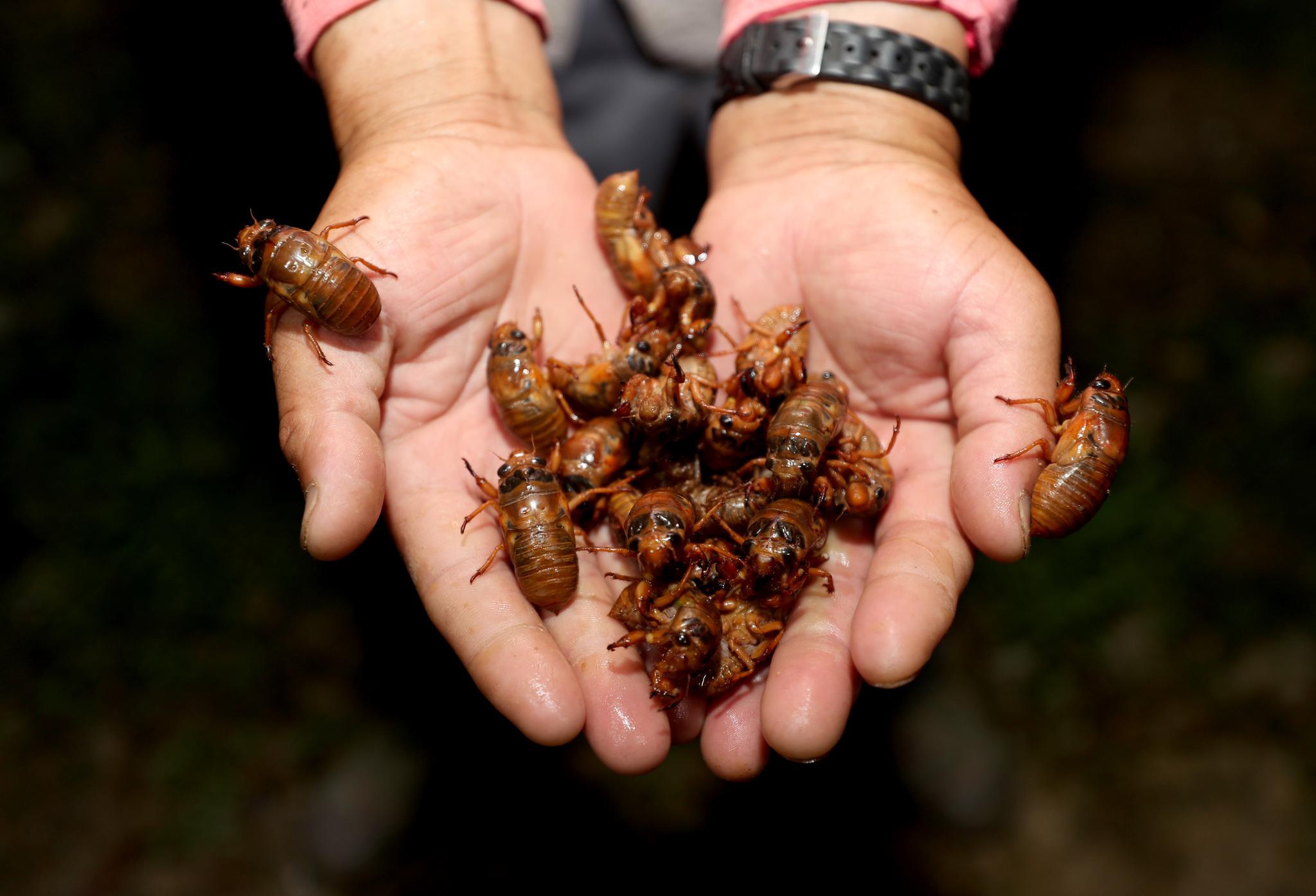安徽全椒:立体种养新模式 金蝉芦笋双丰收