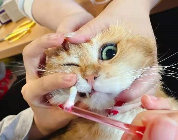 猫咪花样刷牙!为什么别人家的小猫咪可以一边刷牙一边吃东西?