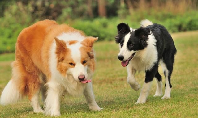 边境牧羊犬那么聪明为什么不能当警犬 边牧不适合不能做军犬是什么原因