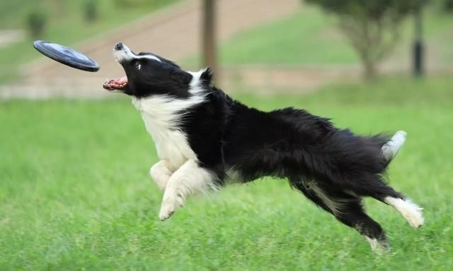 边境牧羊犬那么聪明为什么不能当警犬 边牧不适合不能做军犬是什么原因