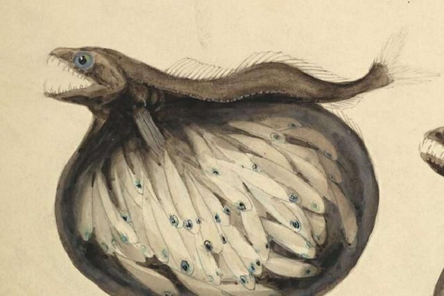 黑叉齿鱼深海恐怖吃货能吞下自身10倍体重的猎物且不被撑死