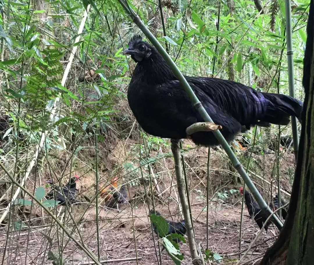 宜昌农村小伙返乡养黑鸡,一年卖2000万元,带领村民走