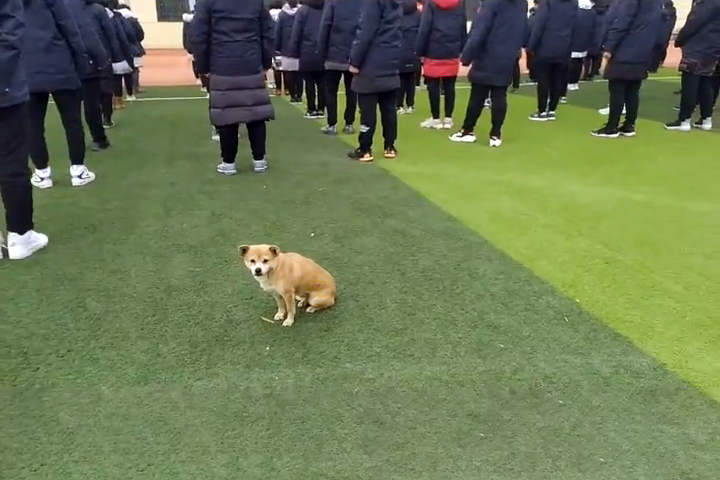 十多年前,还是一只小狗的阿黄,突然出现在海安高级中学的校园里,学校