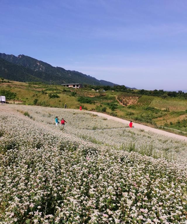秦岭山中荞麦花开,蓝田县里饸饹喷香|荞麦|花海|荞麦花_新浪新闻
