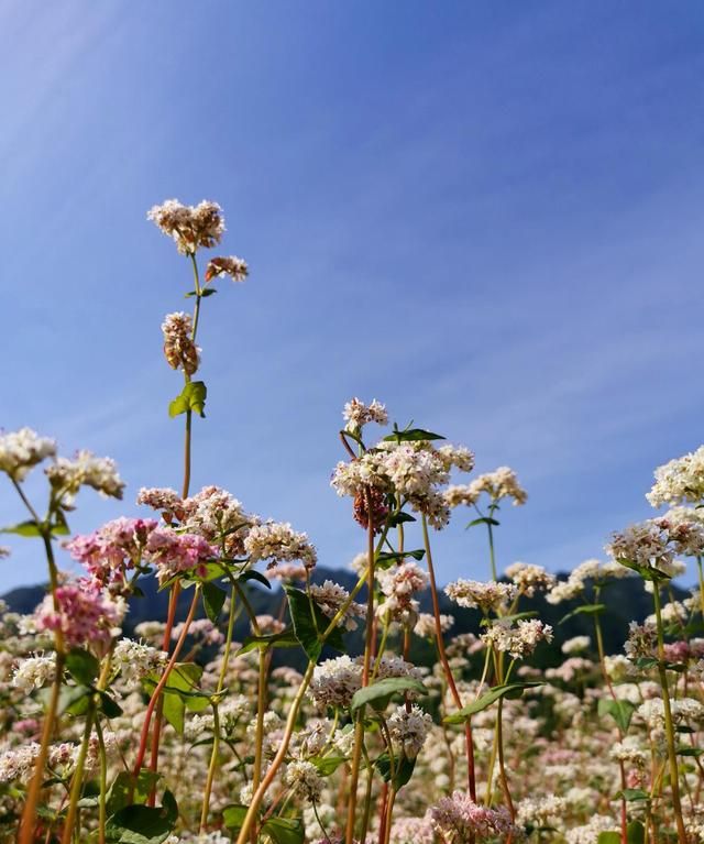 秦岭山中荞麦花开,蓝田县里饸饹喷香|荞麦|花海|荞麦花_新浪新闻