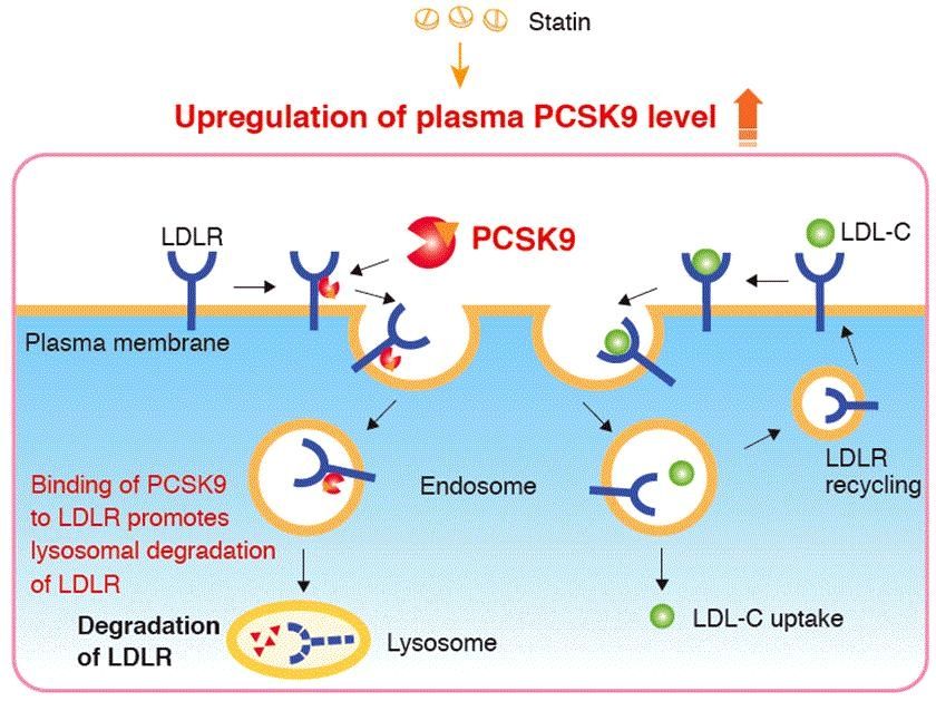 依洛尤单抗或阿利西尤单抗就是pcsk9的抑制剂,这类药物与pcsk9结合