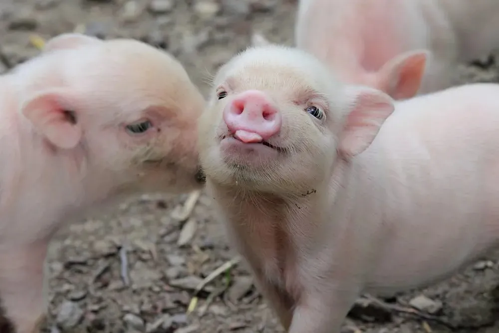 猪肉,8块,卖不出去了__财经头条