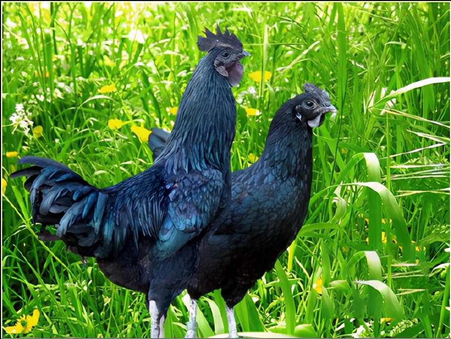 宜昌农村小伙返乡养黑鸡,一年卖2000万元,带领村民走