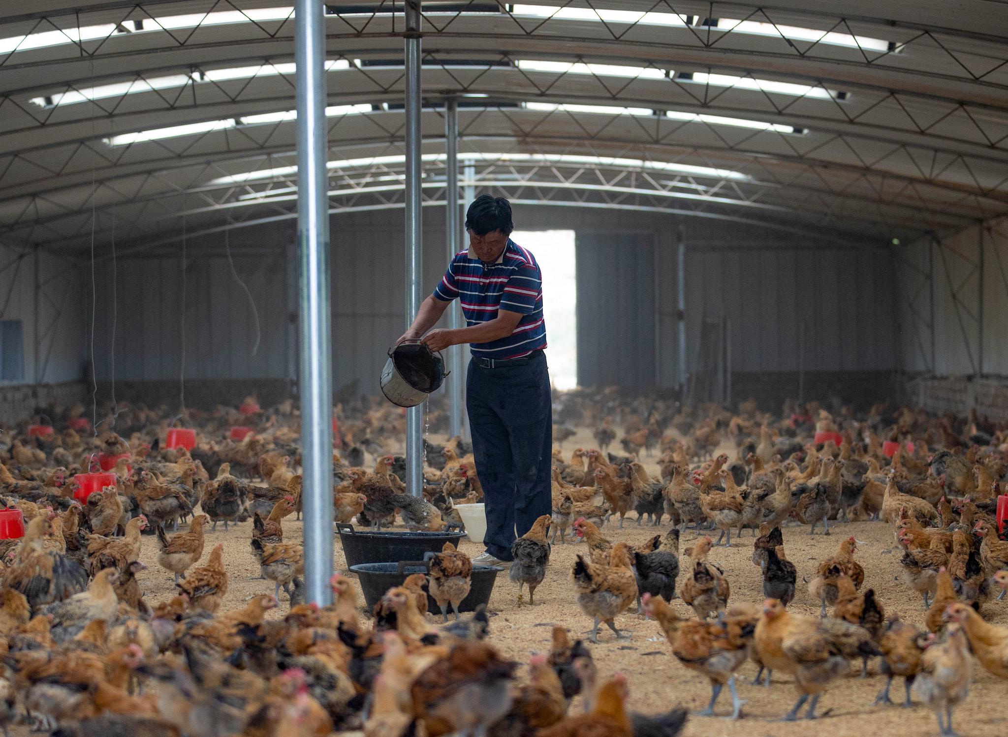 资源优势,引进企业在旱塬上发展经果林种植,玫瑰种植,林下生态鸡养殖