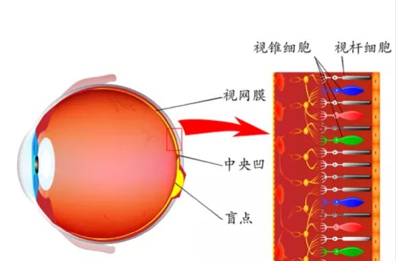 看一下眼睛的結構圖,你會發現在眼球后部的視網膜上有一個凹陷點,那是