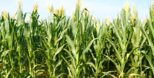 玉米穗期如何管理3个方面不能忽视了做对了产量高
