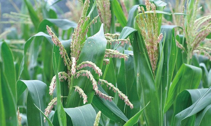 农户做好3点,玉米高产多收|玉米|抽穗期|植株_新浪新闻