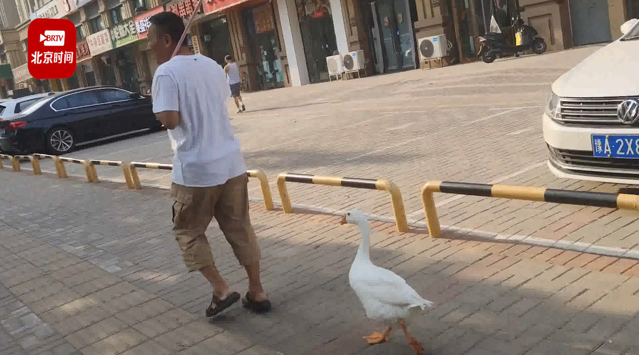 硬核萌宠!河南大爷街头遛鹅:不但能听懂话,还会看红绿灯!