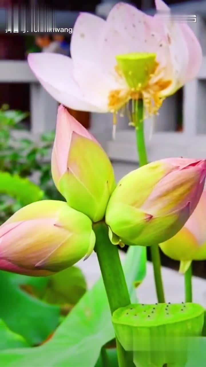 罕见三头并蒂莲!