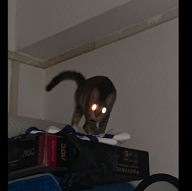 网友半夜用闪光灯照猫咪,看到的画面差点被吓死,异瞳镭射猫吗?
