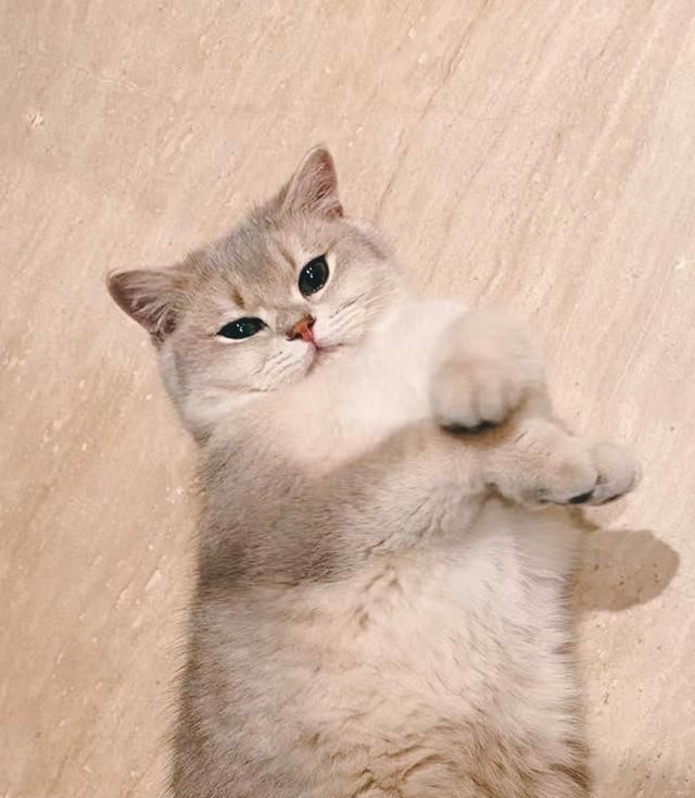 张艺兴晒猫,引粉丝不满:纷纷声讨萝卜是皇族!