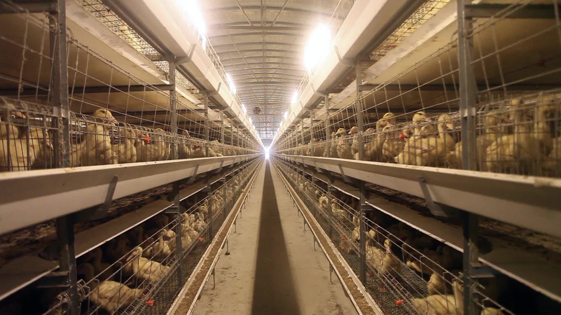 中国鸭王175亿身价归零信用卡套现高达2亿被捕后公司破产