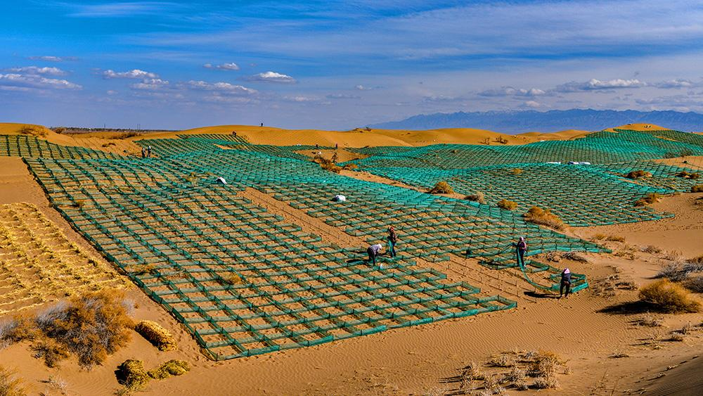 打响敦煌保卫战,万亩防护林遭遇剃头式砍伐,我们如何保护敦煌?