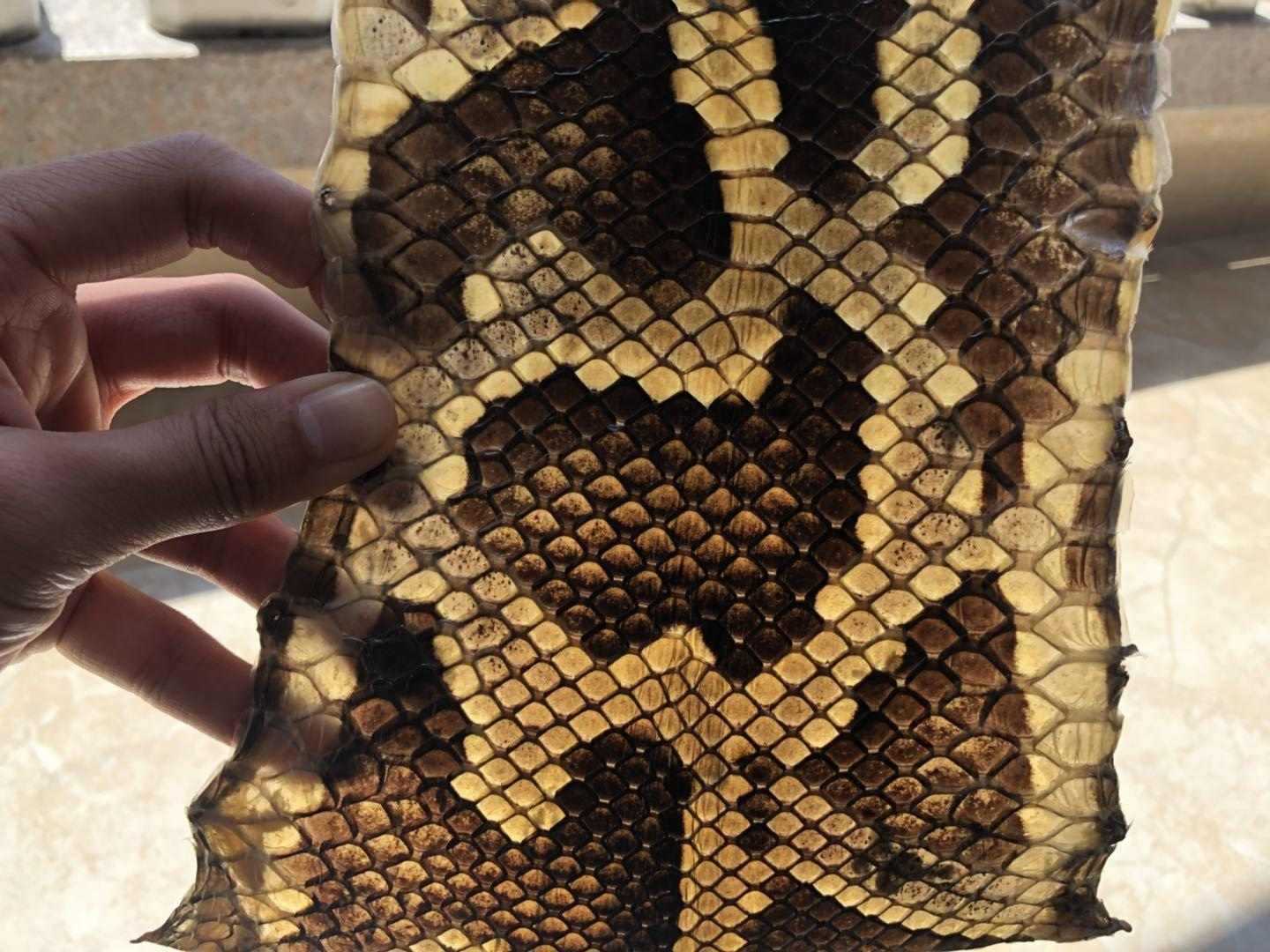 我国体型最大的蛇受到国家保护为何在美国却被肆意捕杀