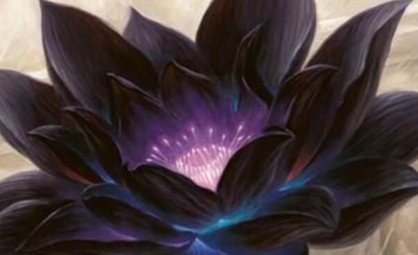 黑莲花是什么意思黑莲花是现实中存在的植物吗