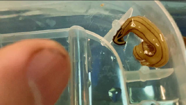 太激动了,我的笄蛭涡虫分裂成功了!