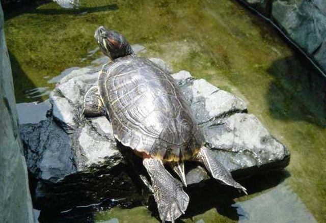 乌鸦与乌龟的游戏规则 乌龟和乌鸦的故事游戏怎么玩