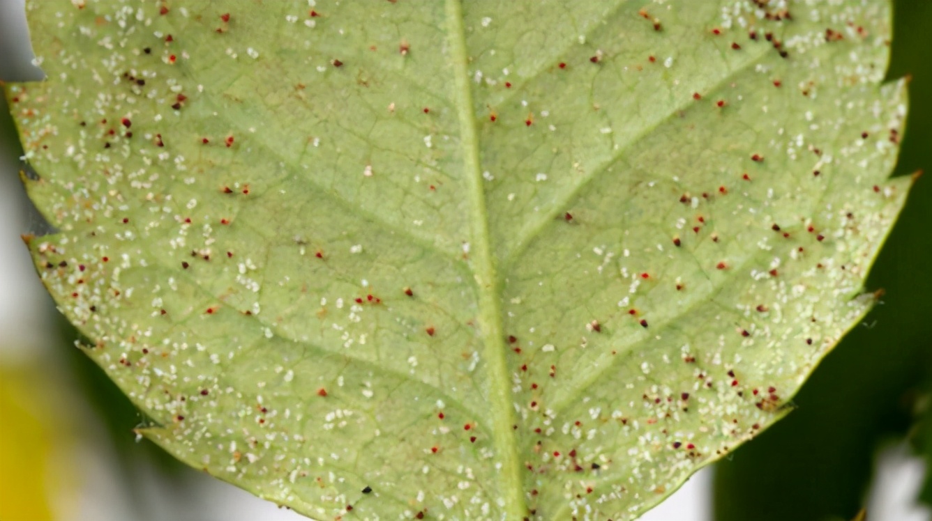 红蜘蛛是夏季最常见的虫害各种窍门层出不穷新手不要尝试