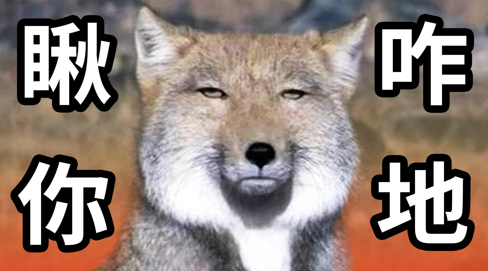 藏狐表情包是哪一期图片