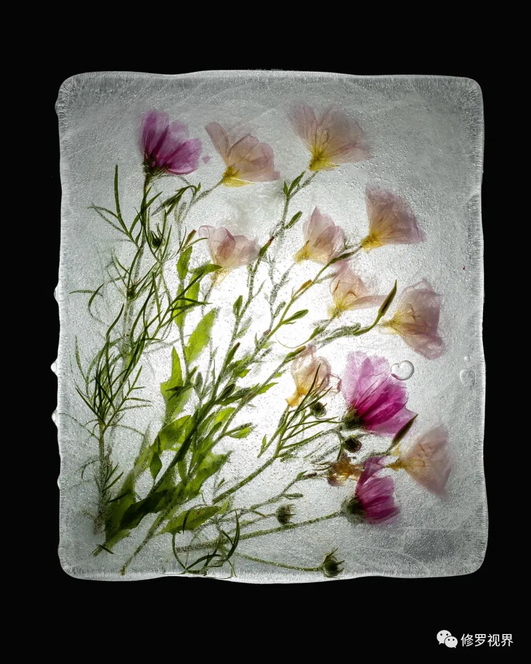 冰非冰 花非花 创意冰花摄影 人像 植物 冰花 新浪新闻