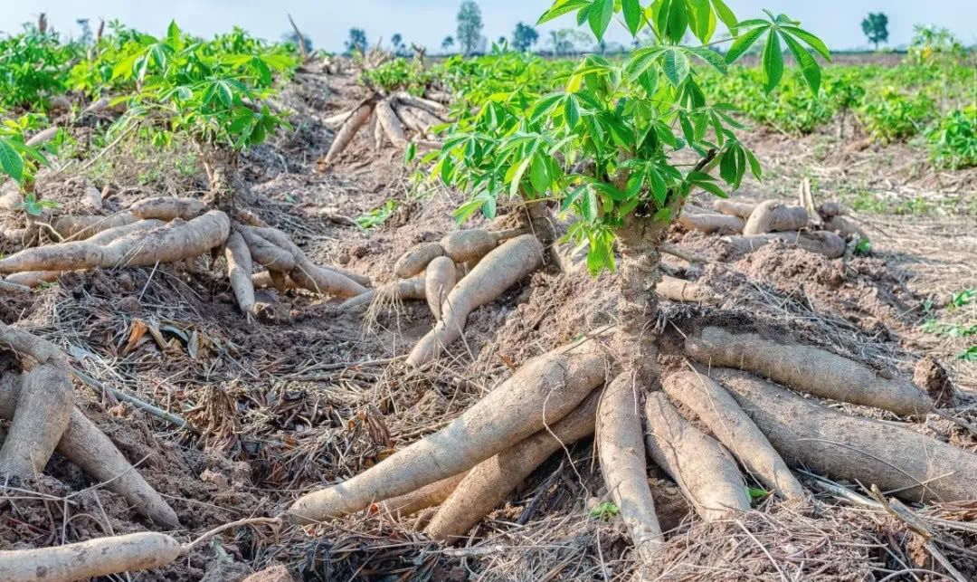 外来入侵物种木薯含剧毒,为啥成为外国人的主粮?我国也大量种植