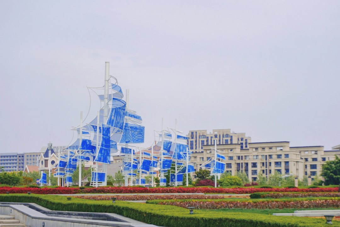 走进菊次郎的夏天,就在青岛这个地方……|胶州|花海|少海_新浪新闻