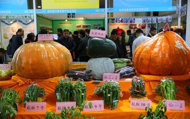 玉米|太空育种|神舟_新浪新闻