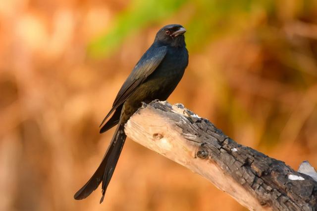 "只啄男生不啄女生!"贵州一学校来了只"神秘黑鸟"