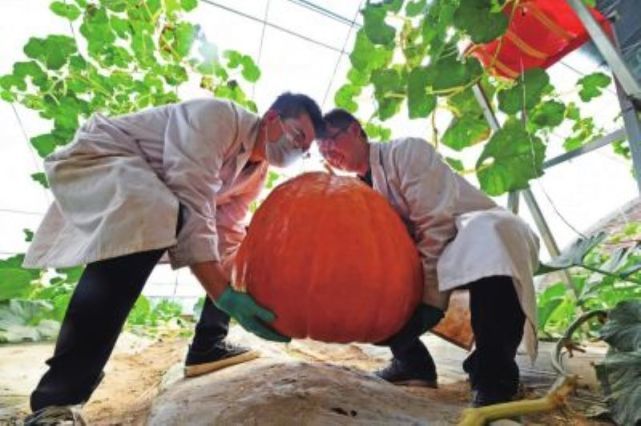 玉米|太空育种|神舟_新浪新闻