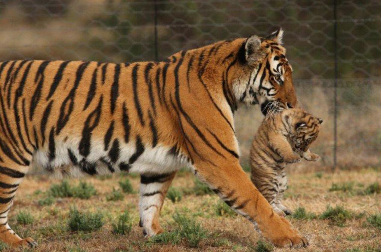 野外宣布灭绝至今9年华南虎野外还有不能不能野化释放