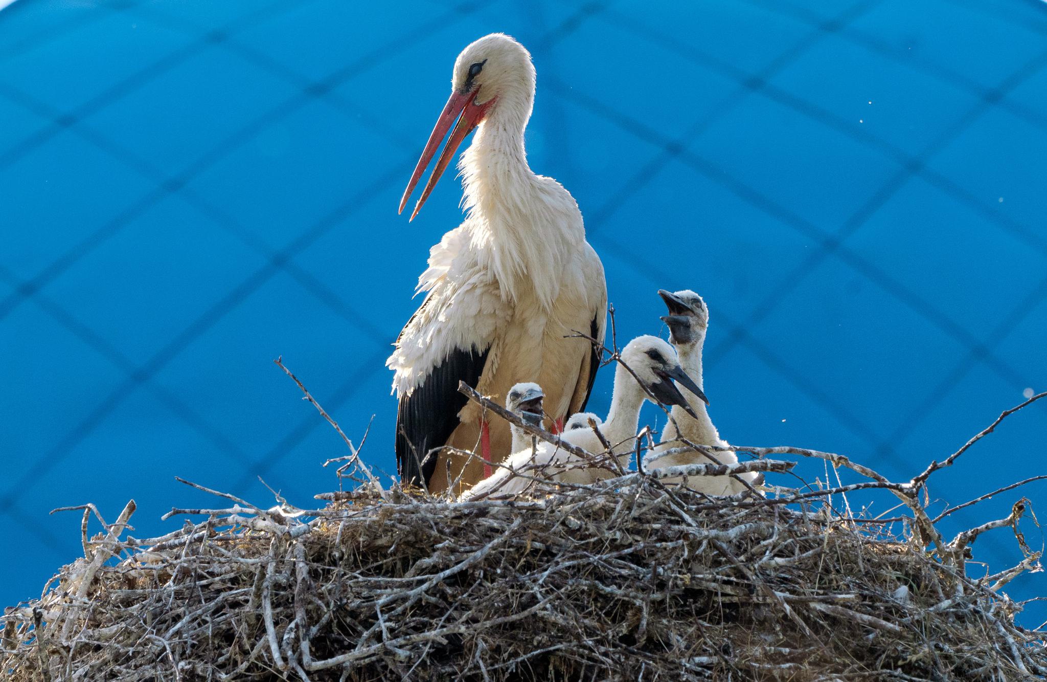 俄罗斯的野生动物