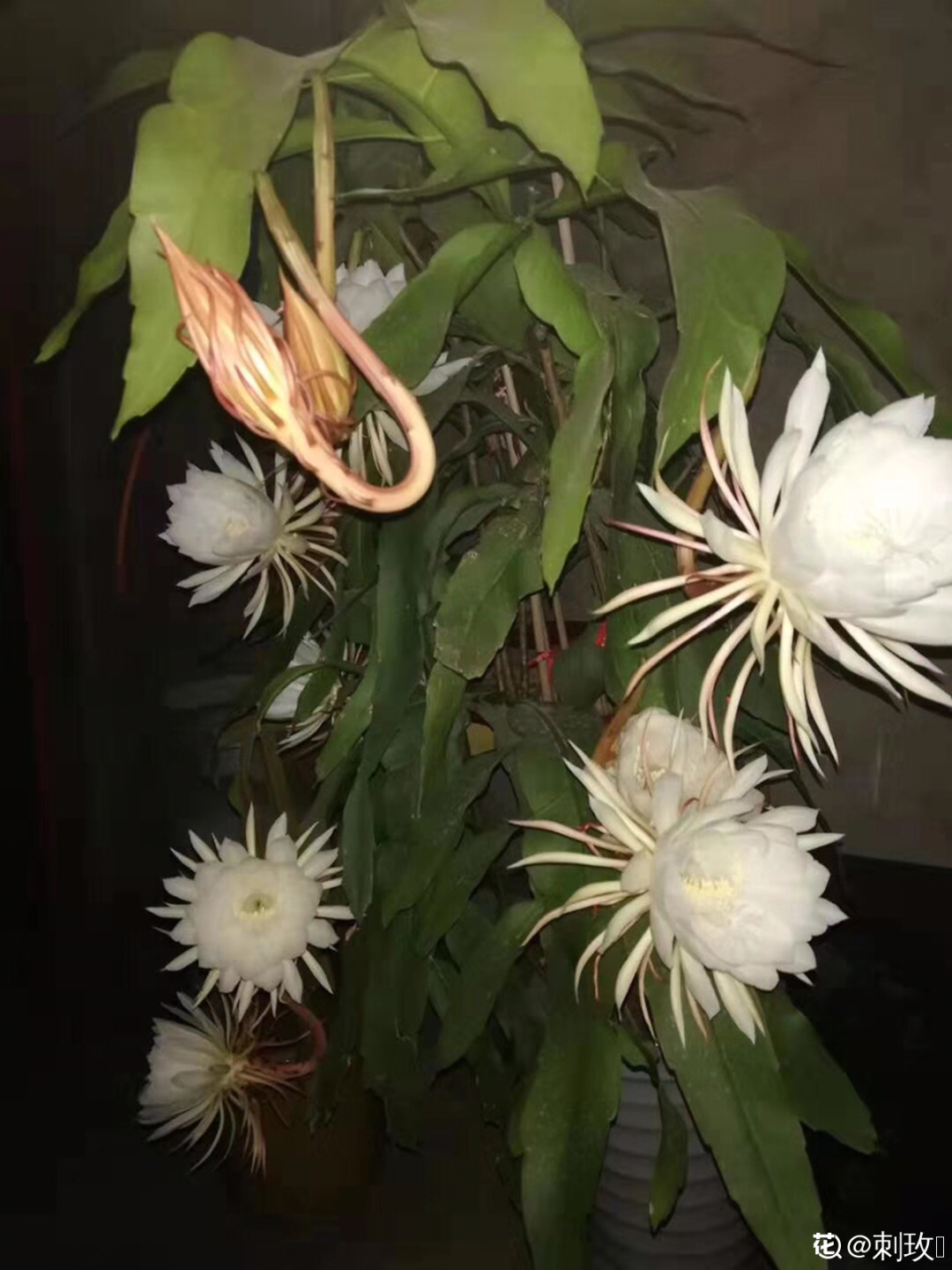专挑晚上开的花,爱吃肥肉喝废油,开花艳压群芳