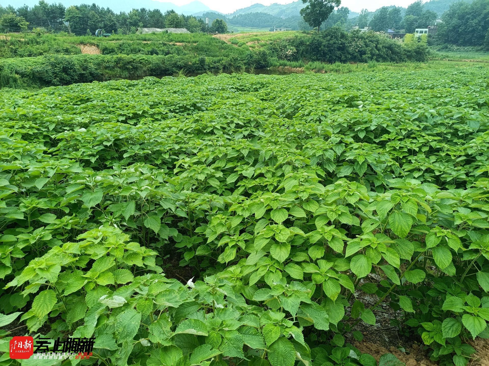 为选准一个产业,找准一个方向,改变传统的农业种植模式,陈世权组织村